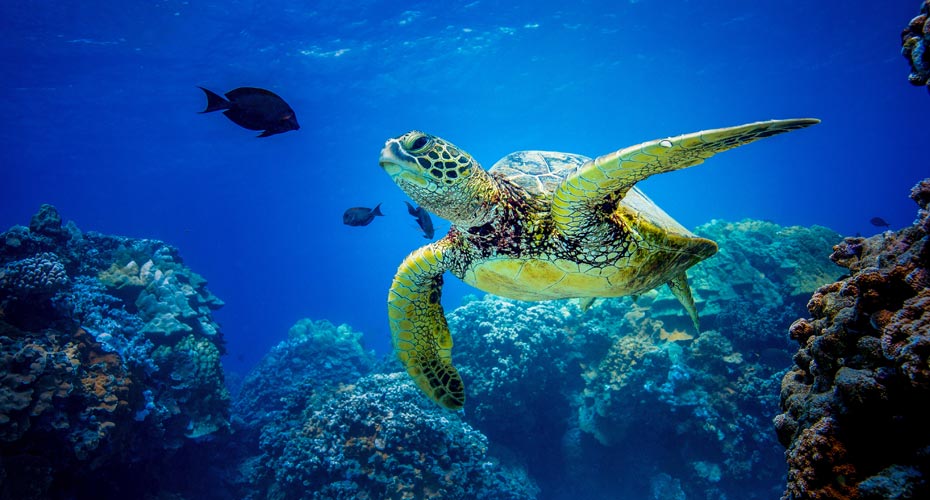 turtle